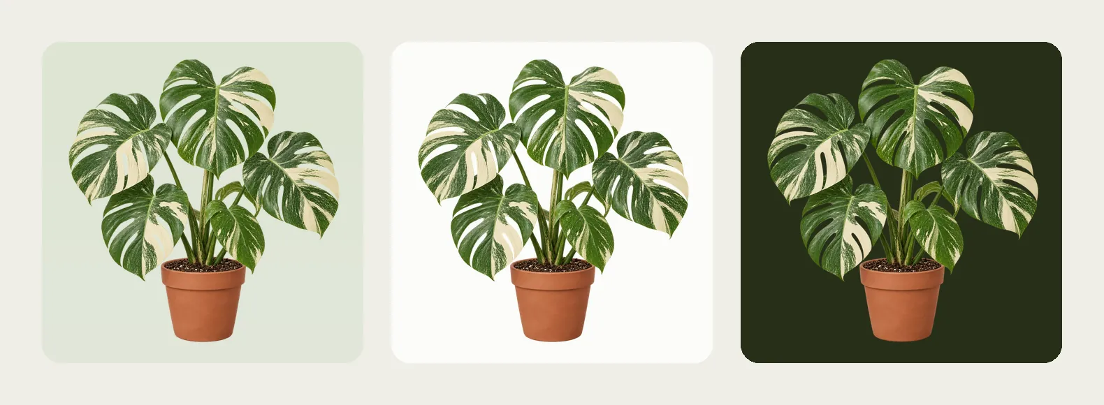 The same cut-out variegated monstera on pale green, off-white and dark green backgrounds