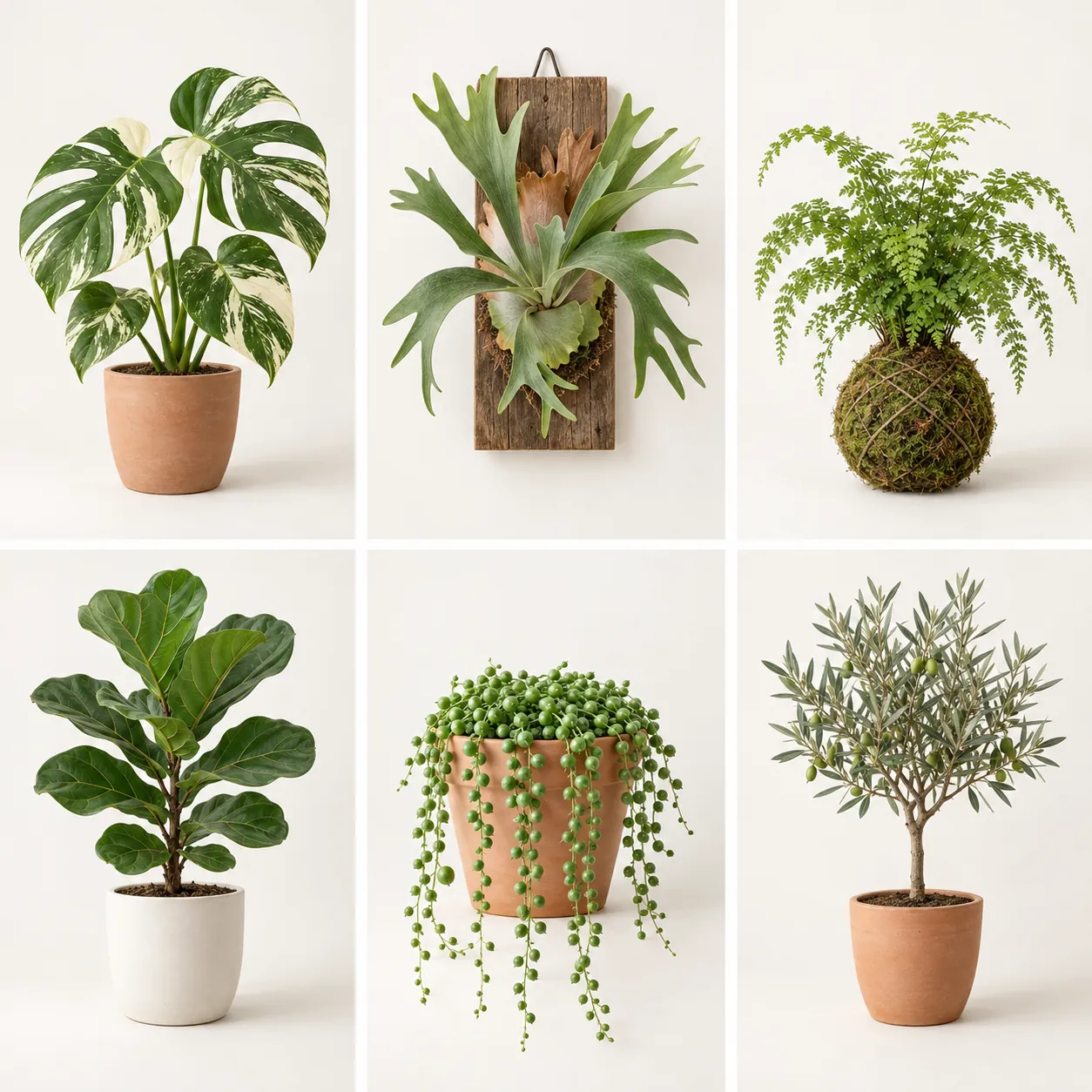 Six ChatGPT plant photos: monstera, staghorn fern, moss-ball fern, fiddle-leaf fig, string of pearls, olive tree